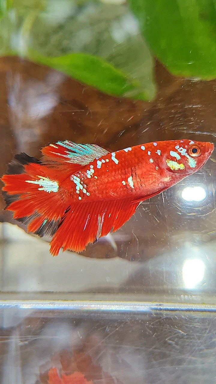 FEMALE HALFMOON RED PURPLE GALAXY RPG BETTA FISH
