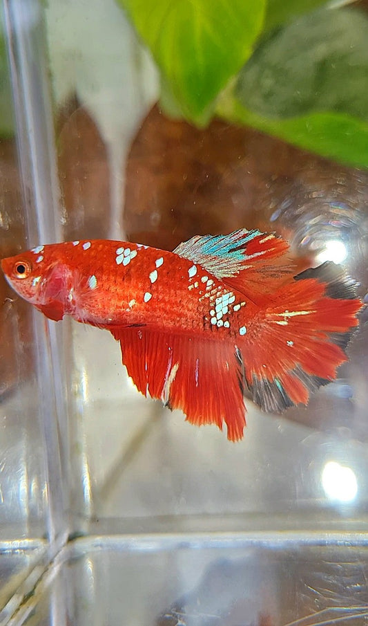 FEMALE HALFMOON RED PURPLE GALAXY RPG BETTA FISH