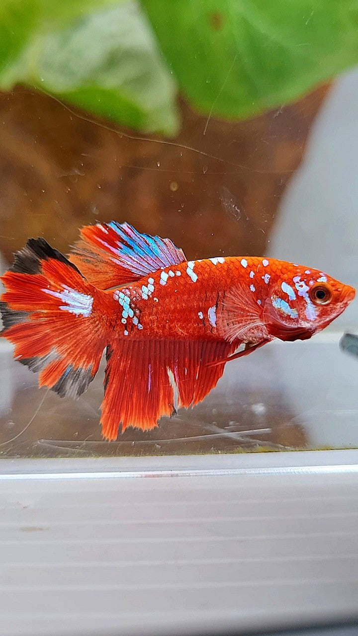 FEMALE HALFMOON RED PURPLE GALAXY RPG BETTA FISH