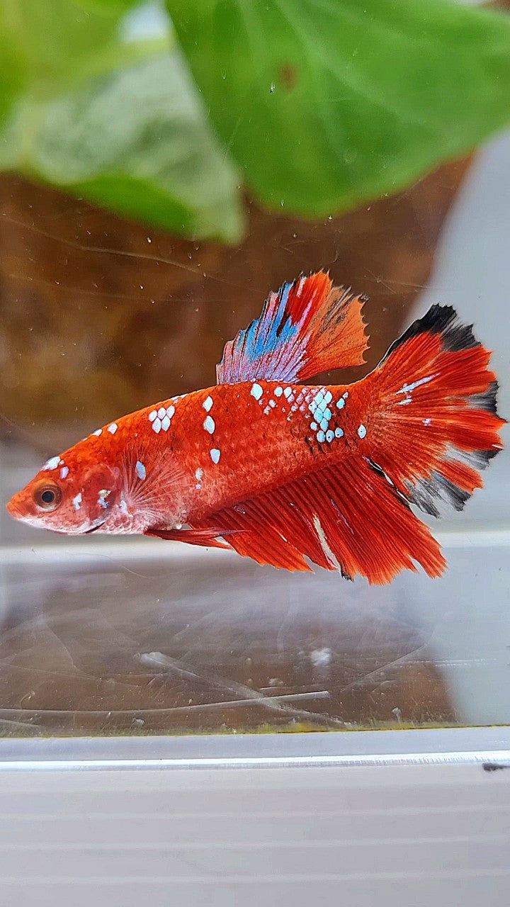 FEMALE HALFMOON RED PURPLE GALAXY RPG BETTA FISH