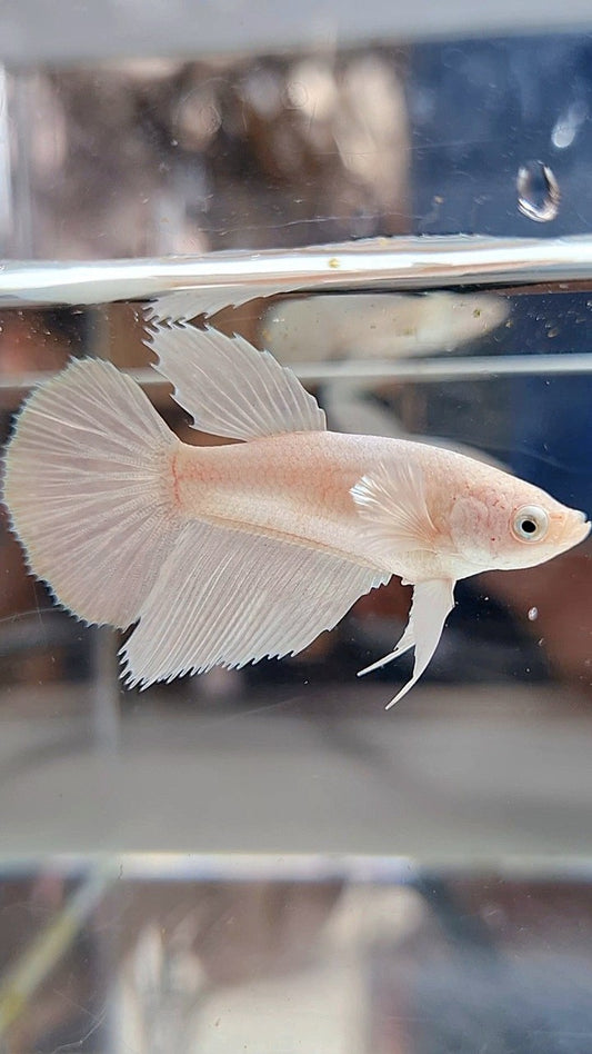 FEMALE HALFMOON BIG EAR WHITE PLATINUM BETTA FISH