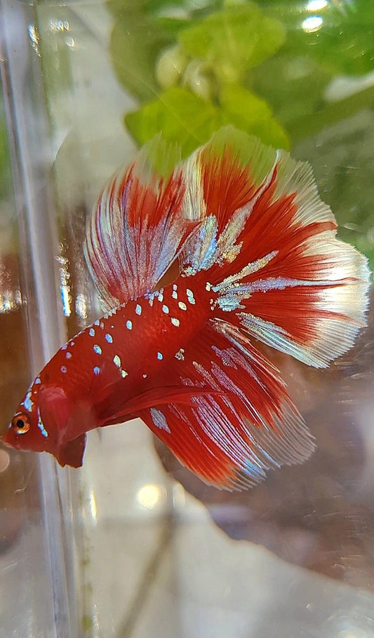 HALFMOON ROSETAIL RED PURPLE GALAXY RPG BETTA FISH