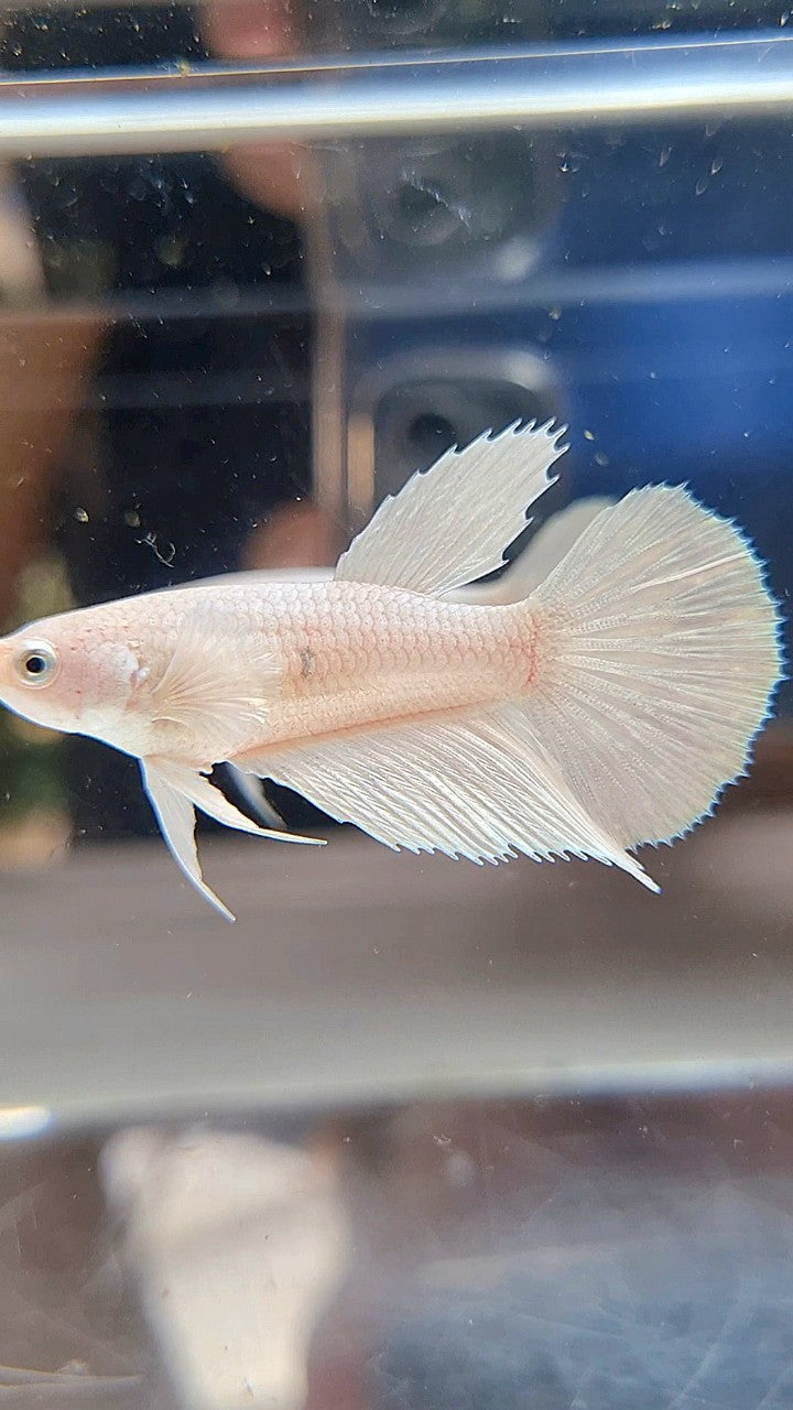 FEMALE HALFMOON BIG EAR WHITE PLATINUM BETTA FISH