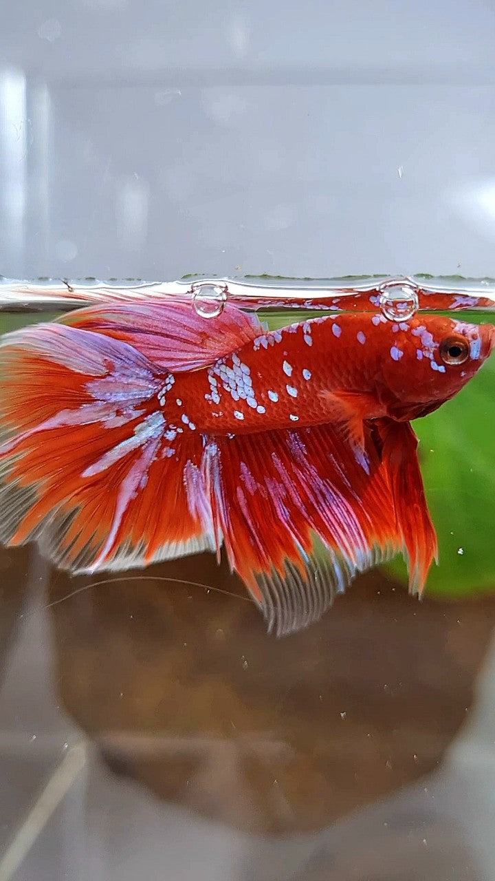 HALFMOON ROSETAIL RED PURPLE GALAXY RPG BETTA FISH