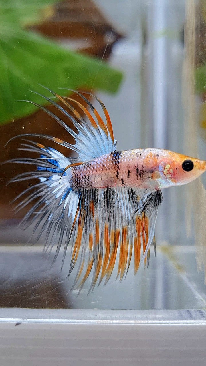 CROWNTAIL YELLOW FANCY MULTICOLOR BETTA FISH