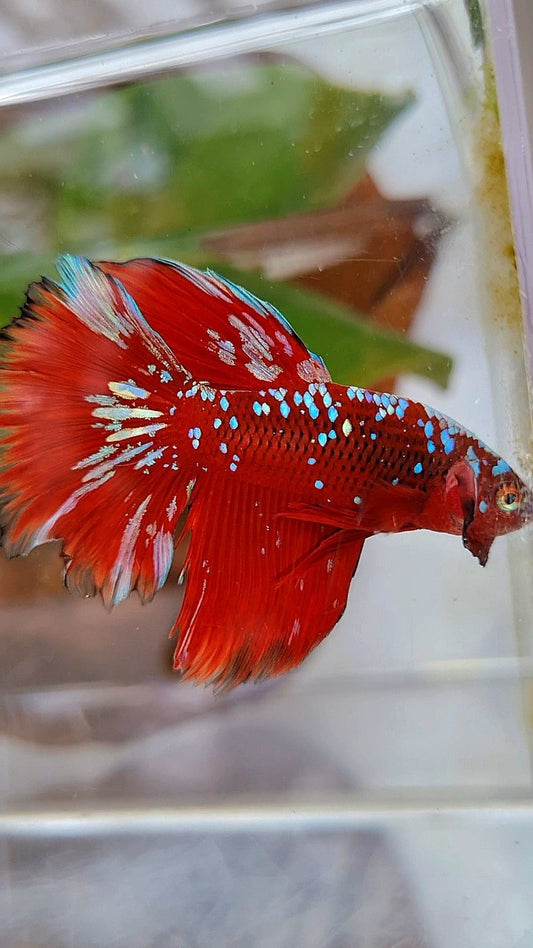 HALFMOON RED PURPLE GALAXY RPG BETTA FISH