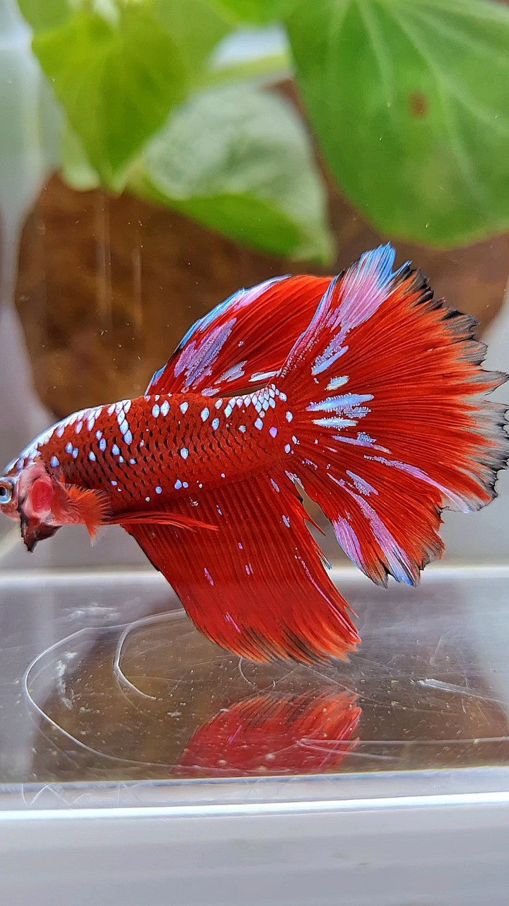 HALFMOON RED PURPLE GALAXY RPG BETTA FISH