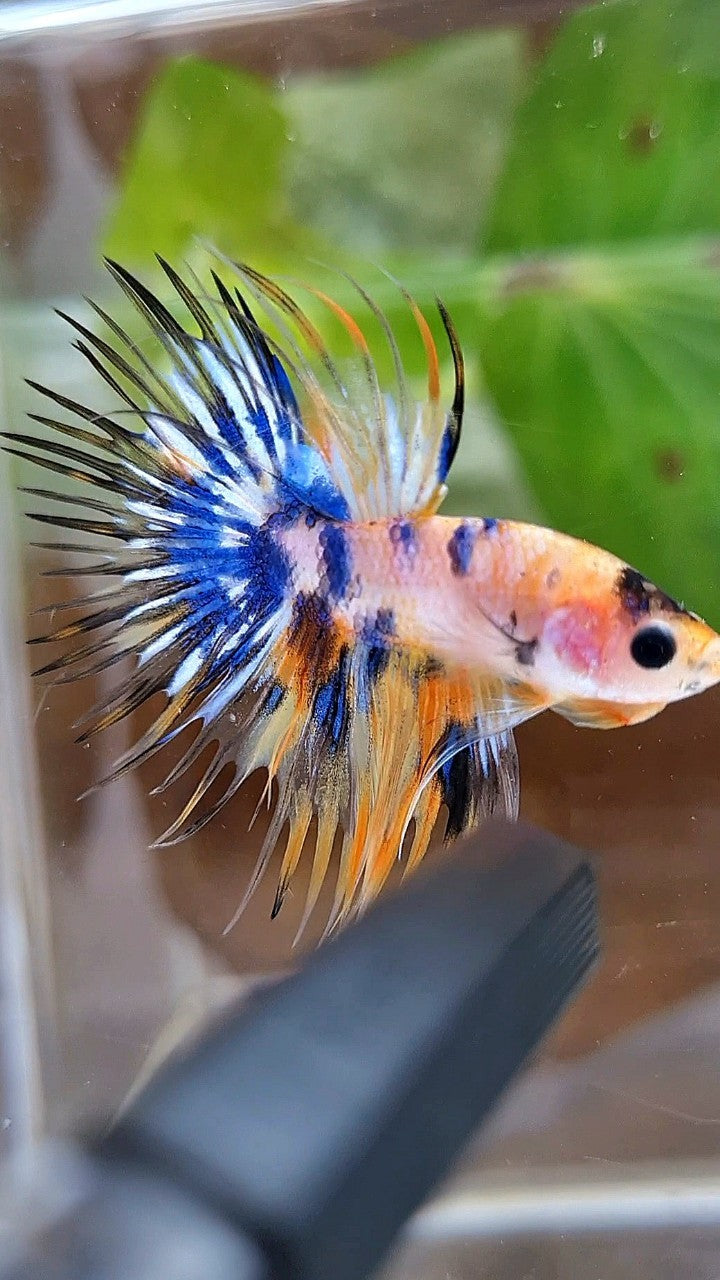 CROWNTAIL YELLOW KOI GALAXY MARBLE MULTICOLOR BETTA FISH