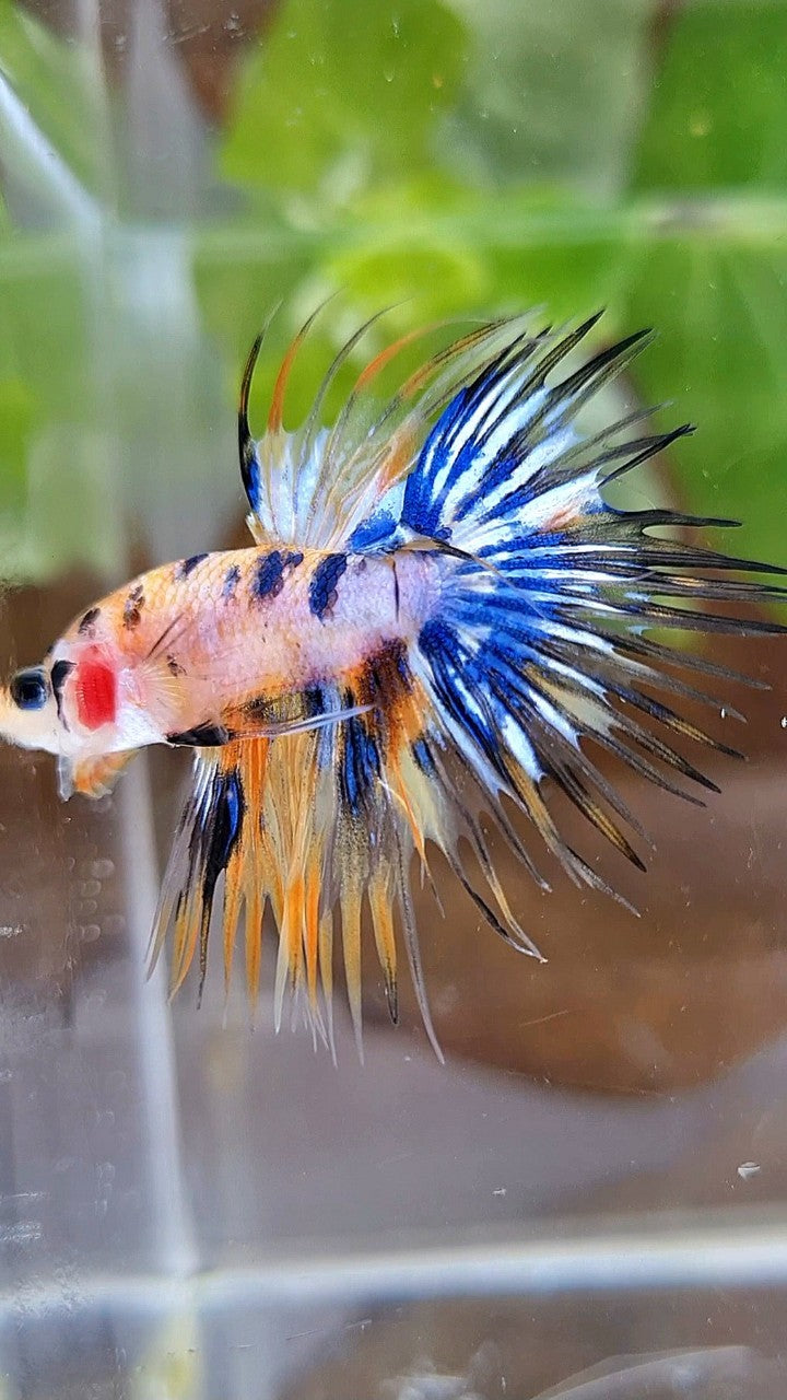 CROWNTAIL YELLOW KOI GALAXY MARBLE MULTICOLOR BETTA FISH