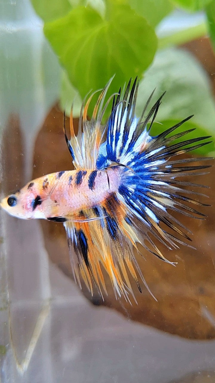 CROWNTAIL YELLOW KOI GALAXY MARBLE MULTICOLOR BETTA FISH