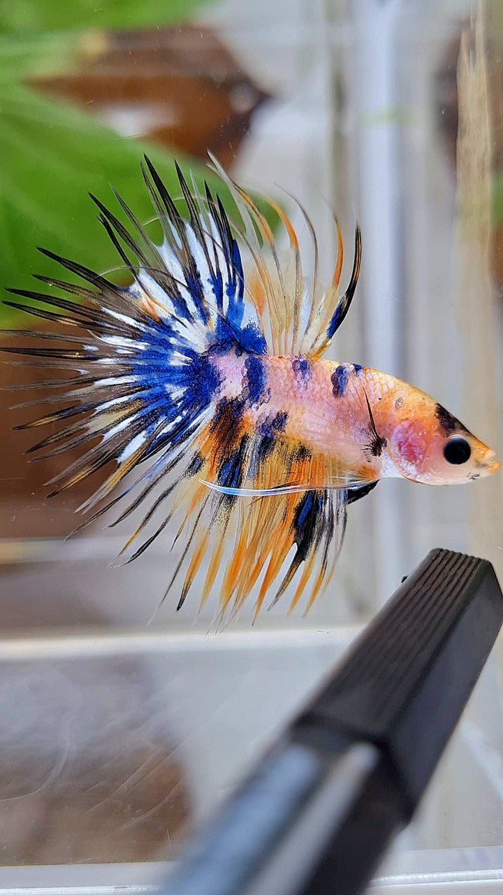 CROWNTAIL YELLOW KOI GALAXY MARBLE MULTICOLOR BETTA FISH
