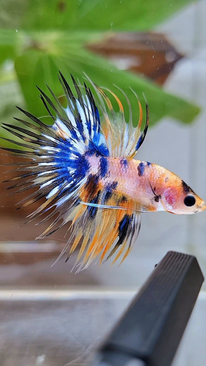 CROWNTAIL YELLOW KOI GALAXY MARBLE MULTICOLOR BETTA FISH