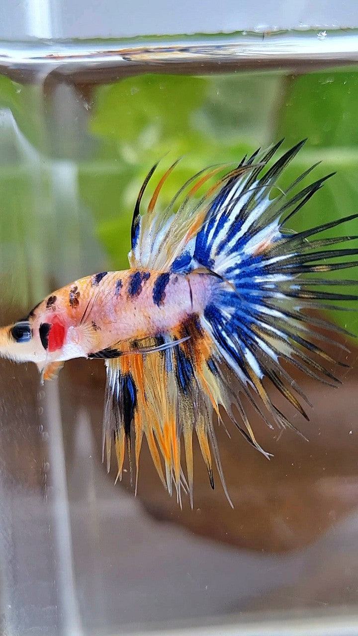 CROWNTAIL YELLOW KOI GALAXY MARBLE MULTICOLOR BETTA FISH
