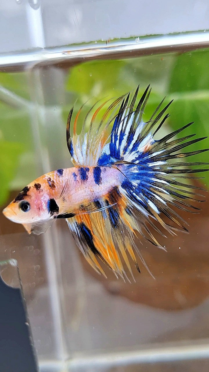 CROWNTAIL YELLOW KOI GALAXY MARBLE MULTICOLOR BETTA FISH