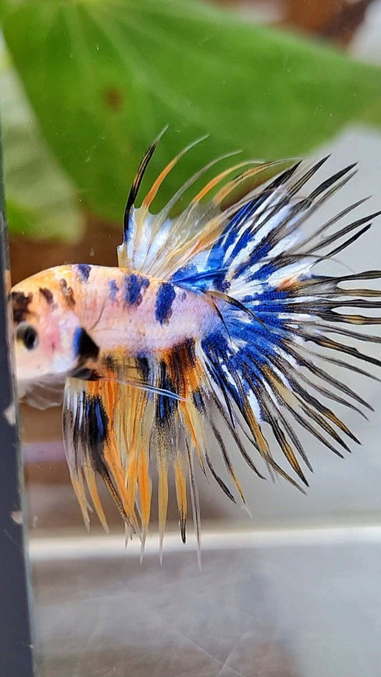 CROWNTAIL YELLOW KOI GALAXY MARBLE MULTICOLOR BETTA FISH