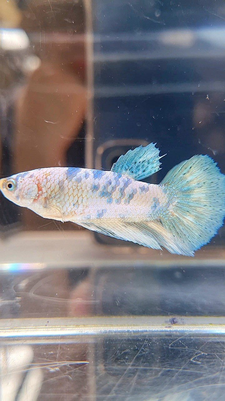 FEMALE HALFMOON BLUE DOTS MARBLE BETTA FISH
