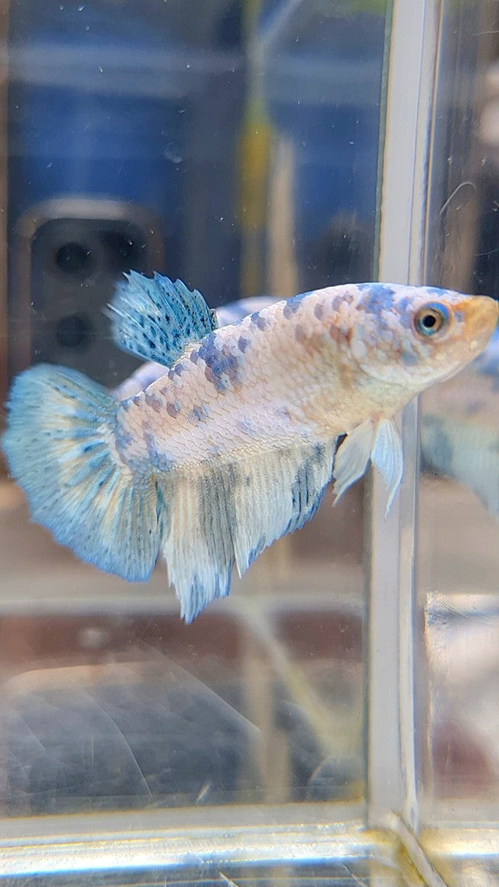 FEMALE HALFMOON BLUE DOTS MARBLE BETTA FISH