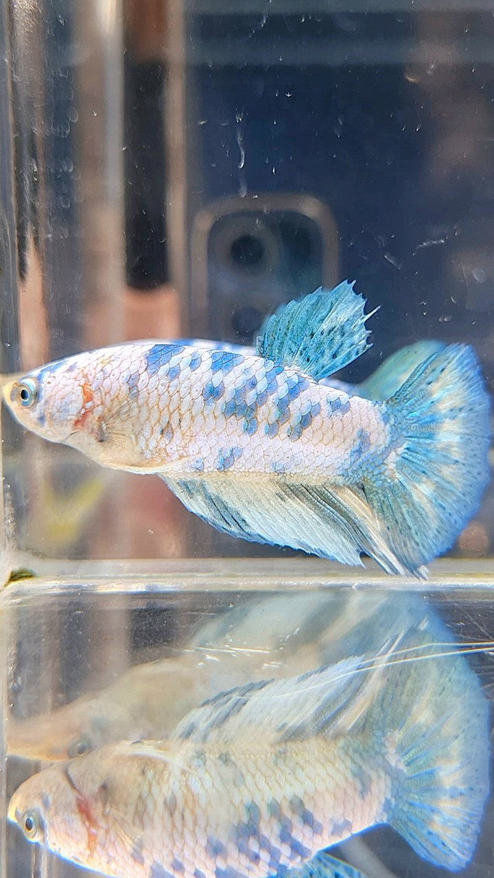 FEMALE HALFMOON BLUE DOTS MARBLE BETTA FISH