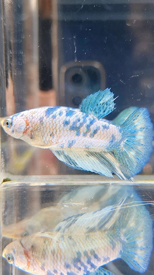 FEMALE HALFMOON BLUE DOTS MARBLE BETTA FISH