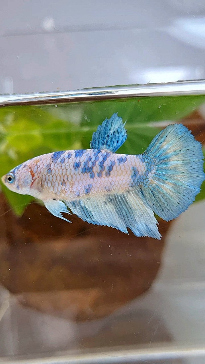 FEMALE HALFMOON BLUE DOTS MARBLE BETTA FISH