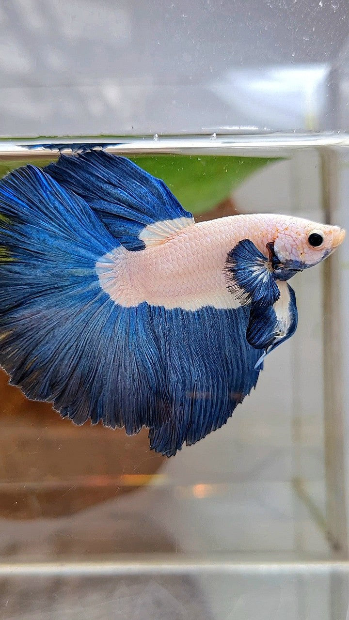 LUXURY HALFMOON ROSETAIL SUPER BLUERIM BICOLOR BETTA FISH