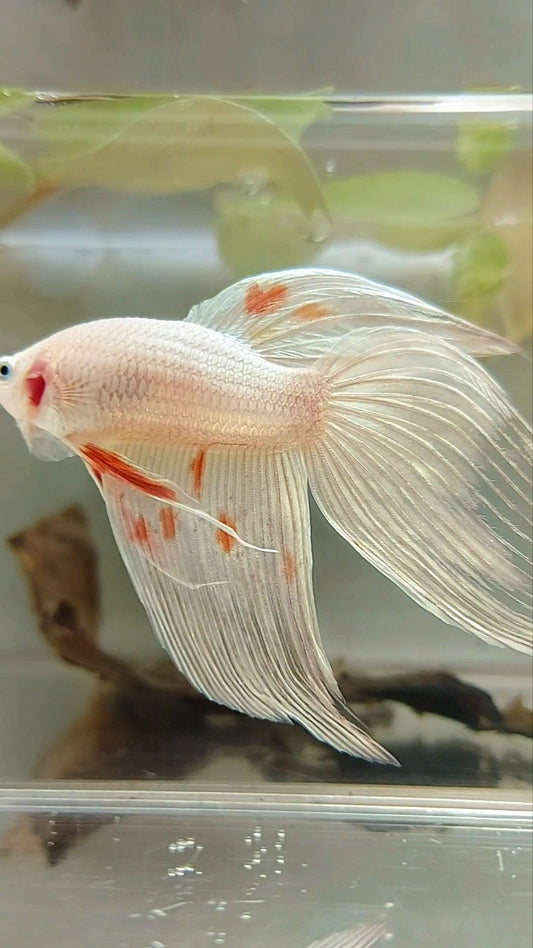 XL VEILTAIL ARMAGEDDON WHITE PLATINUM RARE BETTA FISH