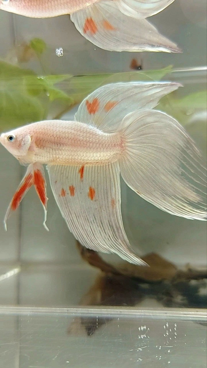XL VEILTAIL ARMAGEDDON WHITE PLATINUM RARE BETTA FISH