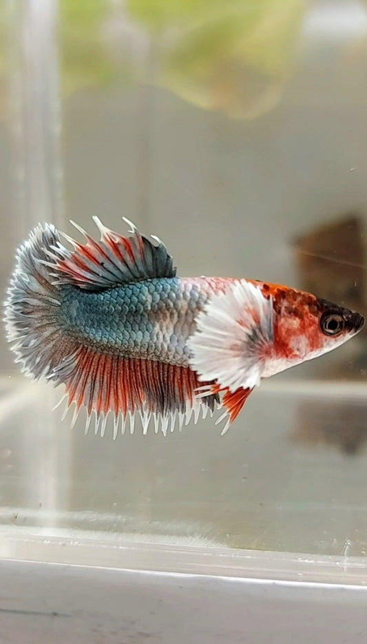 FEMALE CROWNTAIL DUMBO EAR COPPER FANCY RED BETTA FISH