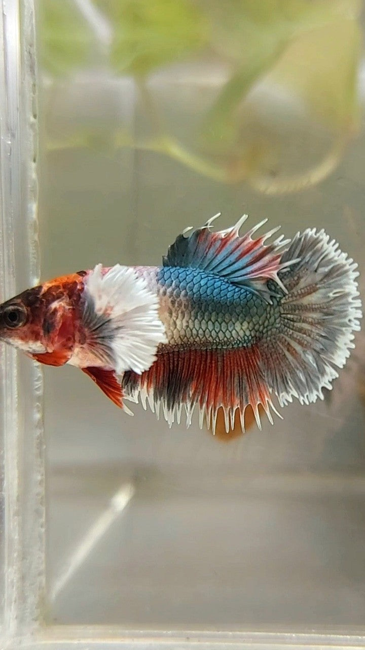 FEMALE CROWNTAIL DUMBO EAR COPPER FANCY RED BETTA FISH