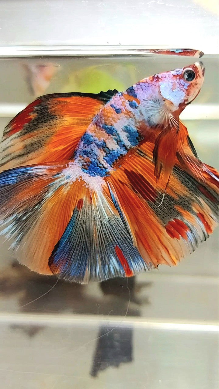 XL HALFMOON DOUBLE TAIL ORANGE RAINBOW GALAXY MULTICOLOR BETTA FISH