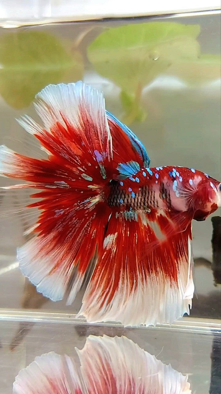 XL HALFMOON OVERTAIL ROSETAIL RED GUARDIAN GALAXY BARONGSAI BETTA FISH