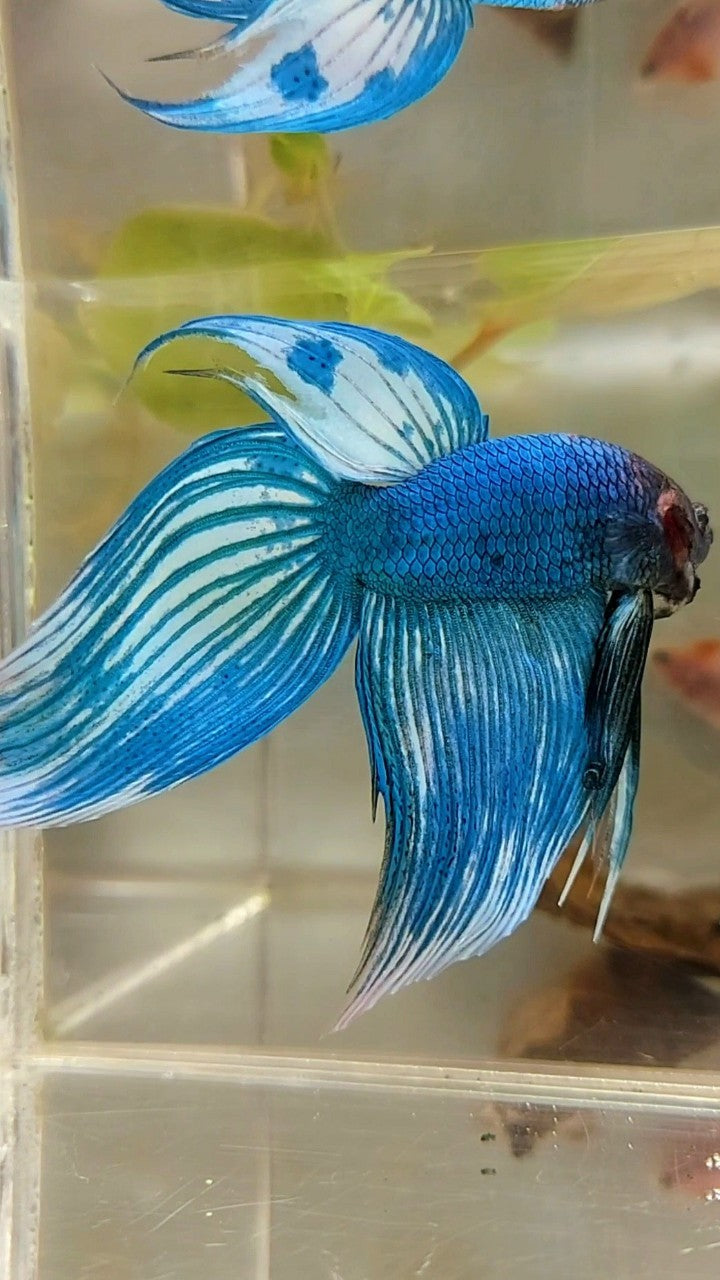 XL VEILTAIL BLUE GREEN PATTERN UNIQUE BETTA FISH