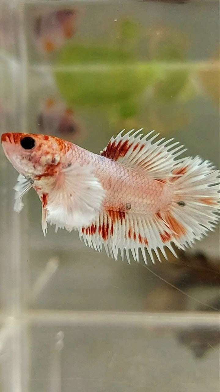 FEMALE CROWNTAIL WHITE COPPER MULTICOLOR BETTA FISH
