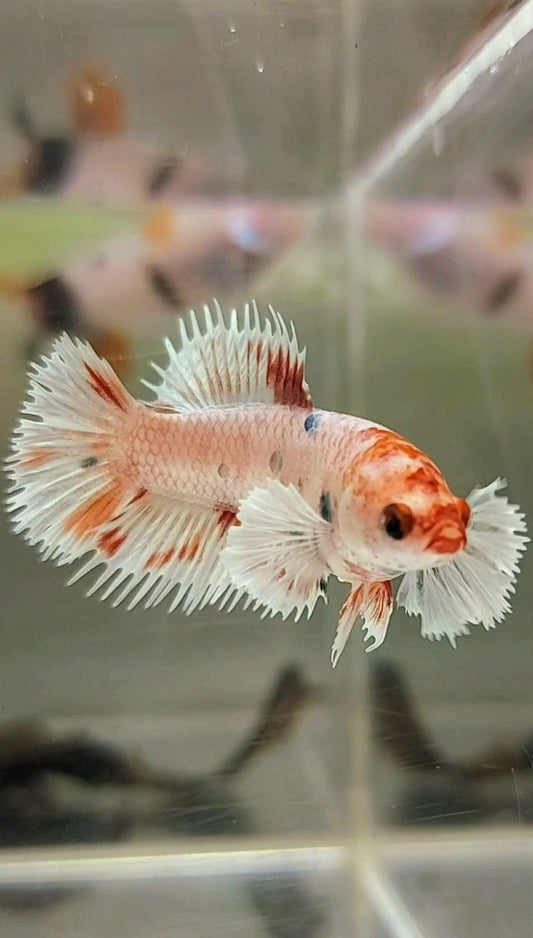 FEMALE CROWNTAIL WHITE COPPER MULTICOLOR BETTA FISH