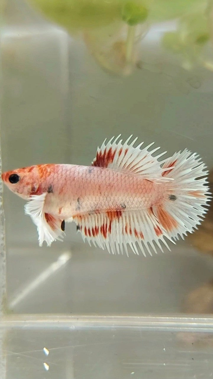 FEMALE CROWNTAIL WHITE COPPER MULTICOLOR BETTA FISH