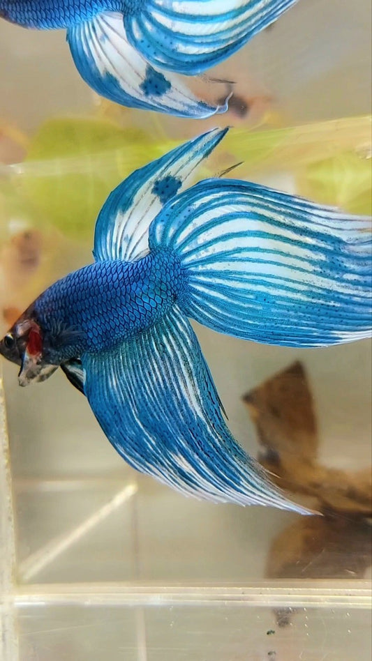 XL VEILTAIL BLUE GREEN PATTERN UNIQUE BETTA FISH