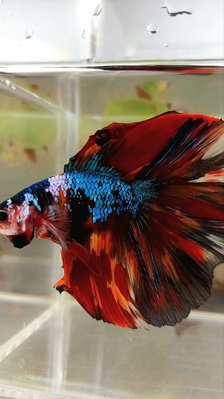 XXL HALFMOON DOUBLE TAIL ROSETAIL BLIE FIRE MULTICOLOR BETTA FISH