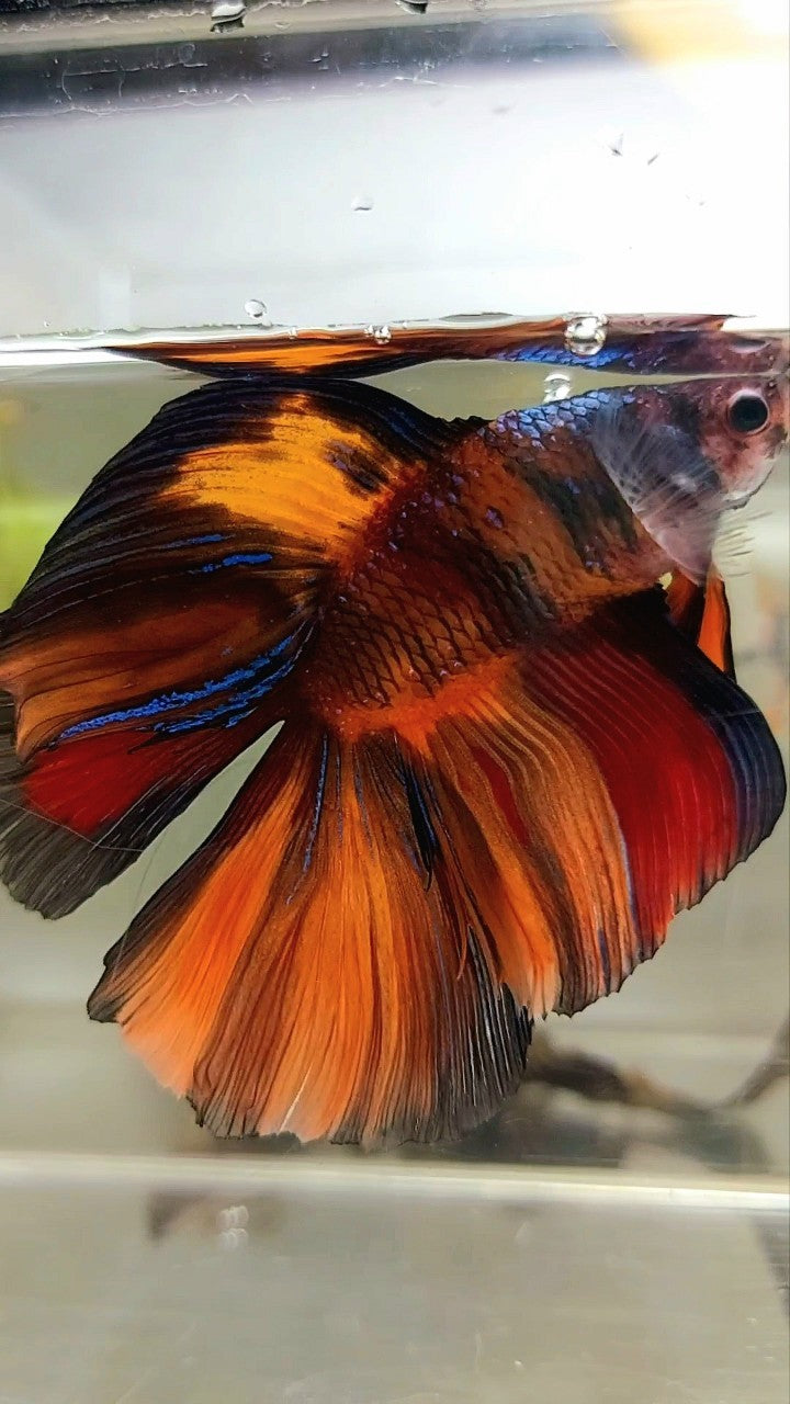 XXL HALFMOON DOUBLE TAIL BLACK NEMO MULTICOLOR BETTA FISH