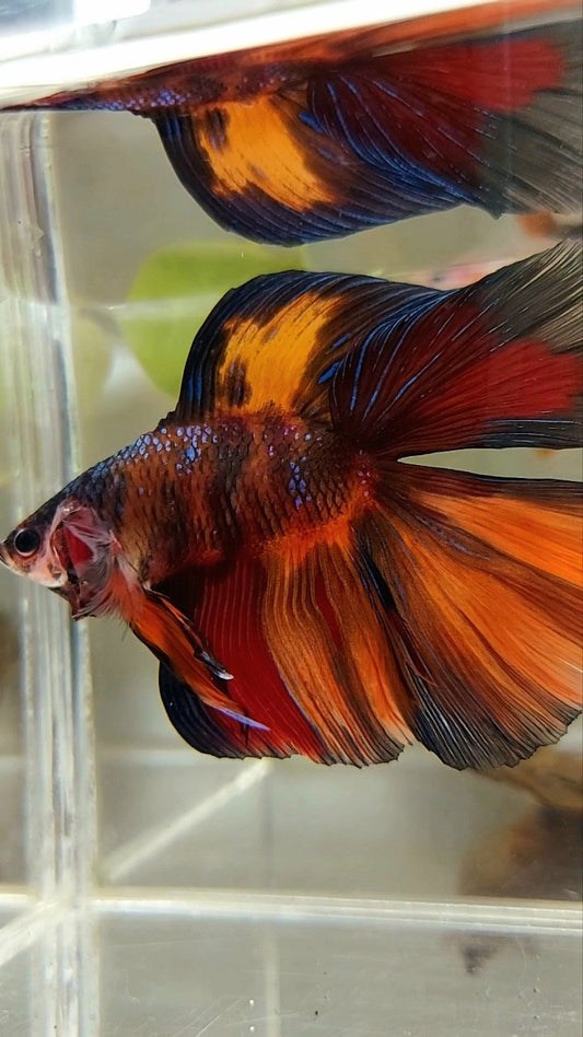 XXL HALFMOON DOUBLE TAIL BLACK NEMO MULTICOLOR BETTA FISH