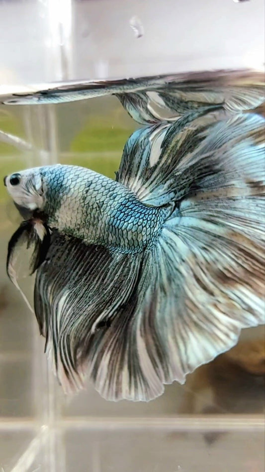 XL HALFMOND KUPFERWEIßES MUSTER BETTA FISCH