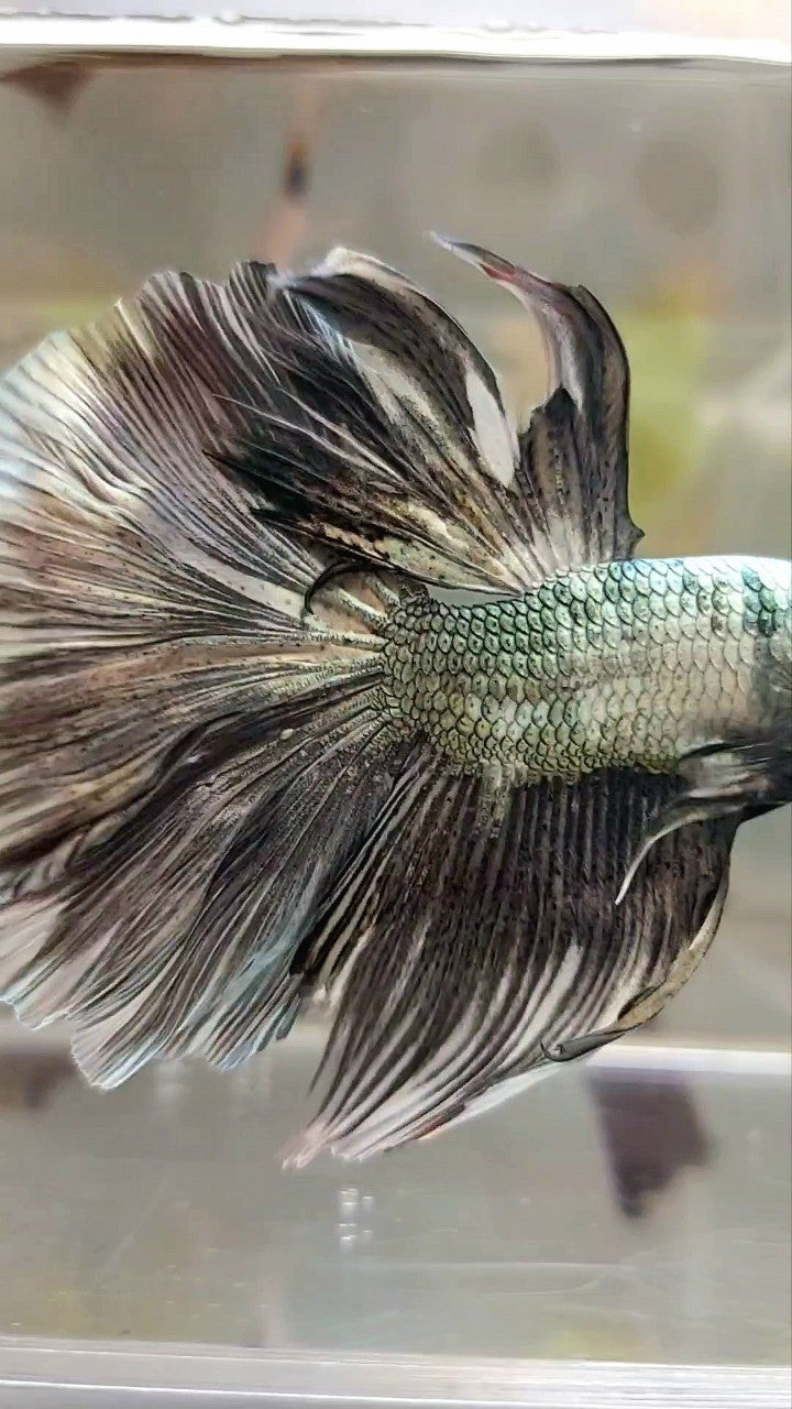 XL HALFMOND KUPFERWEIßES MUSTER BETTA FISCH