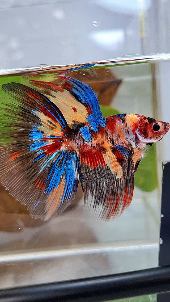 HALFMOON ROSETAIL METTALIC KOI MULTICOLOR BETTA FISH