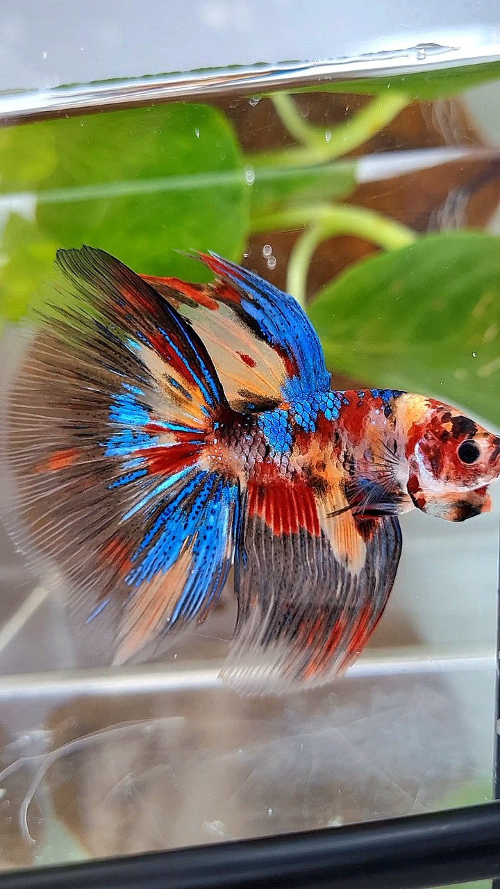 HALFMOON ROSETAIL METTALIC KOI MULTICOLOR BETTA FISH