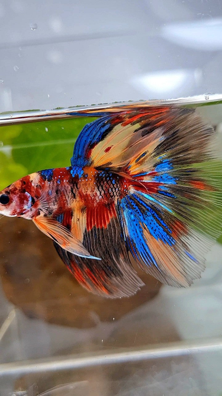 HALFMOON ROSETAIL METTALIC KOI MULTICOLOR BETTA FISH