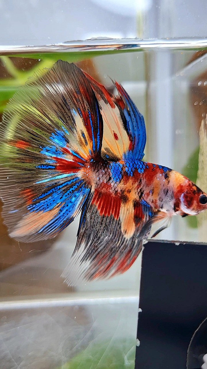 HALFMOON ROSETAIL METTALIC KOI MULTICOLOR BETTA FISH