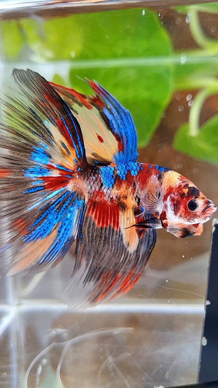 HALFMOON ROSETAIL METTALIC KOI MULTICOLOR BETTA FISH
