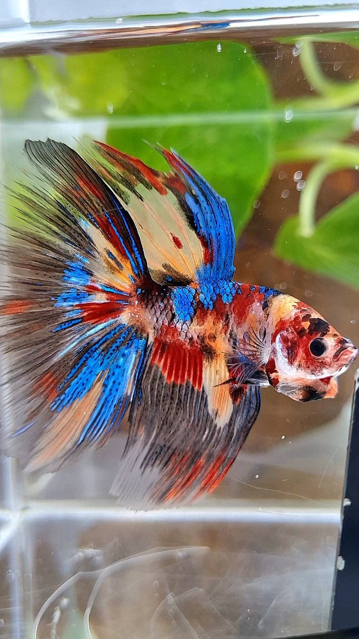 HALFMOON ROSETAIL METTALIC KOI MULTICOLOR BETTA FISH