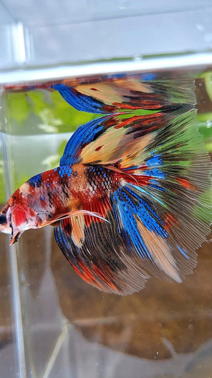 HALFMOON ROSETAIL METTALIC KOI MULTICOLOR BETTA FISH