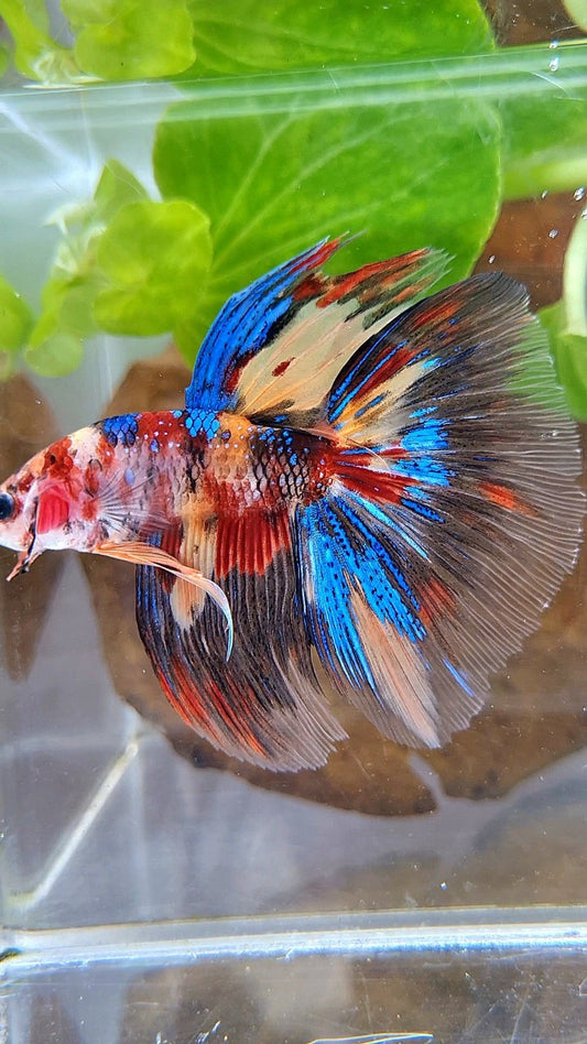 HALFMOON ROSETAIL METTALIC KOI MULTICOLOR BETTA FISH