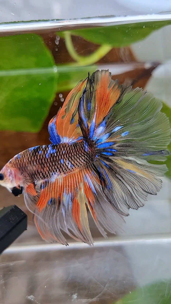HALFMOON OVERTAIL ROSETAIL ORANGE YELLOW KOI GALAXY MULTICOLOR BETTA FISH
